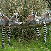 Buy canvas prints of Ring Tail Lemurs by rawshutterbug 
