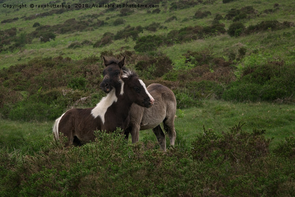 Wild Dartmoor Foals Picture Board by rawshutterbug 