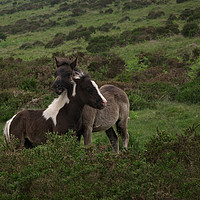 Buy canvas prints of Wild Dartmoor Foals by rawshutterbug 