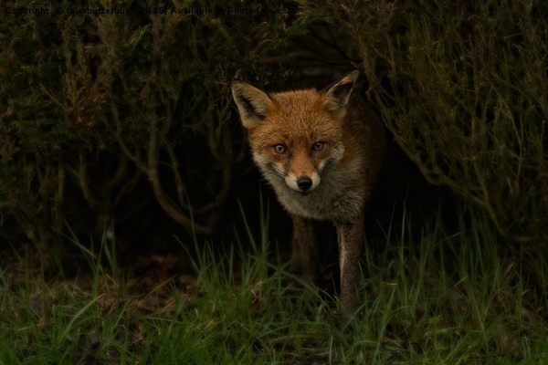 Red Fox Looking Through A Hedge  Picture Board by rawshutterbug 