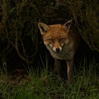 Buy canvas prints of Red Fox Looking Through A Hedge  by rawshutterbug 