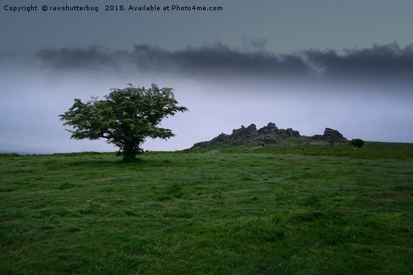 Single Tree At Hound Tor Picture Board by rawshutterbug 