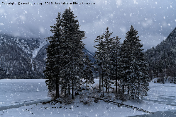 Trees At The Frozen Lago del Predil Picture Board by rawshutterbug 