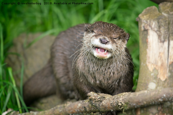 Smiling Otter Picture Board by rawshutterbug 