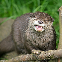 Buy canvas prints of Smiling Otter by rawshutterbug 