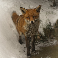 Buy canvas prints of Wild Red Fox In The Winter by rawshutterbug 