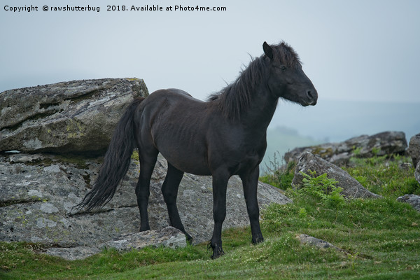 Black Dartmoor Heritage Pony Picture Board by rawshutterbug 