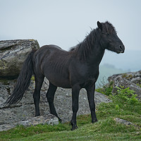 Buy canvas prints of Black Dartmoor Heritage Pony by rawshutterbug 