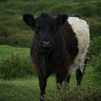 Buy canvas prints of Belted Galloway Cow by rawshutterbug 