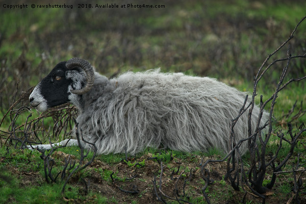 Scottish Blackface Sheep Picture Board by rawshutterbug 