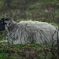Buy canvas prints of Scottish Blackface Sheep by rawshutterbug 