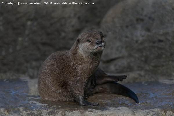 Otter Picture Board by rawshutterbug 