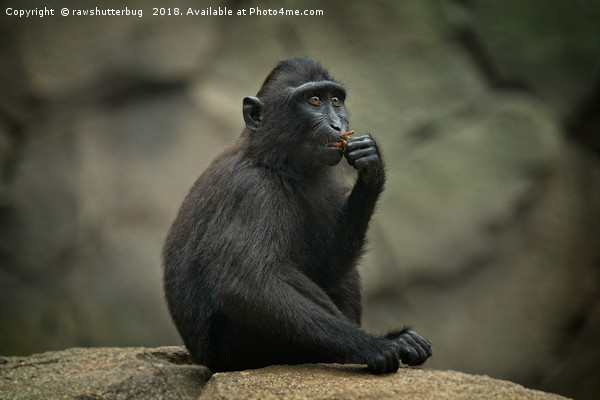Celebes Crested Macaque Youngster Picture Board by rawshutterbug 