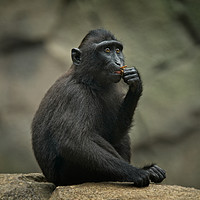 Buy canvas prints of Celebes Crested Macaque Youngster by rawshutterbug 