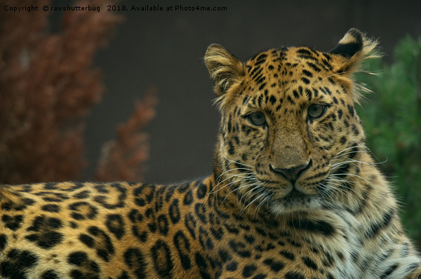 Young Amur Leopard Picture Board by rawshutterbug 