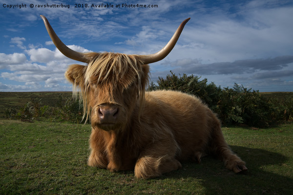 Rugged Highland Cow Picture Board by rawshutterbug 