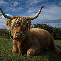 Buy canvas prints of Rugged Highland Cow by rawshutterbug 