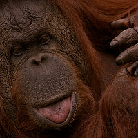Buy canvas prints of Orangutan Close-Up                                by rawshutterbug 