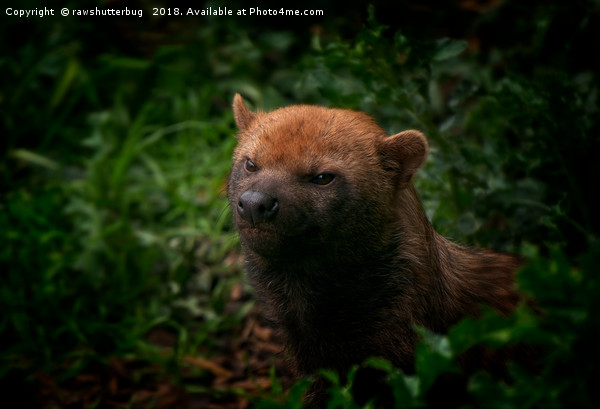 Bush Dog Picture Board by rawshutterbug 