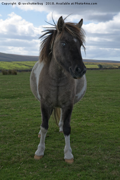 Blue Eyed Dartmoor Pony Picture Board by rawshutterbug 