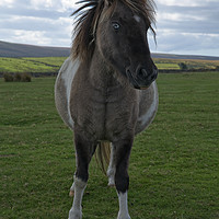 Buy canvas prints of Blue Eyed Dartmoor Pony by rawshutterbug 