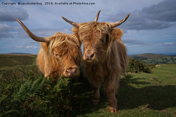 Highland Cows Picture Board by rawshutterbug 