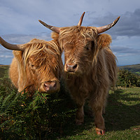 Buy canvas prints of Highland Cows by rawshutterbug 
