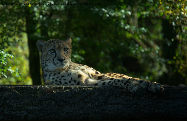 Resting Cheetah Picture Board by rawshutterbug 