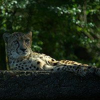 Buy canvas prints of Resting Cheetah by rawshutterbug 