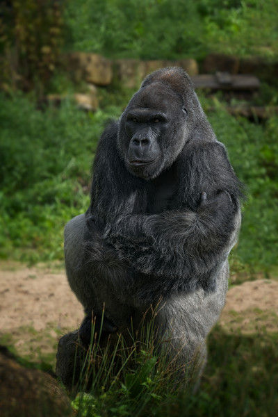 Jock The Gorilla Picture Board by rawshutterbug 