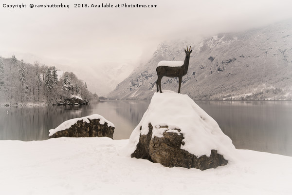 The Stag At Lake Bohinj Picture Board by rawshutterbug 