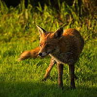 Buy canvas prints of A Wet Wild Red Fox by rawshutterbug 