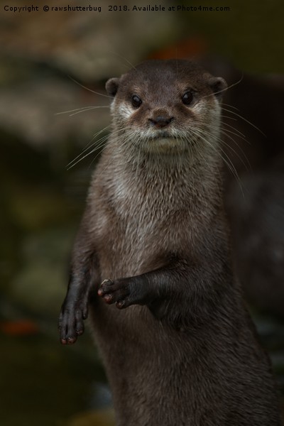 Curious Otter Picture Board by rawshutterbug 