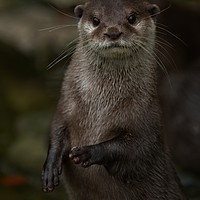 Buy canvas prints of Curious Otter by rawshutterbug 