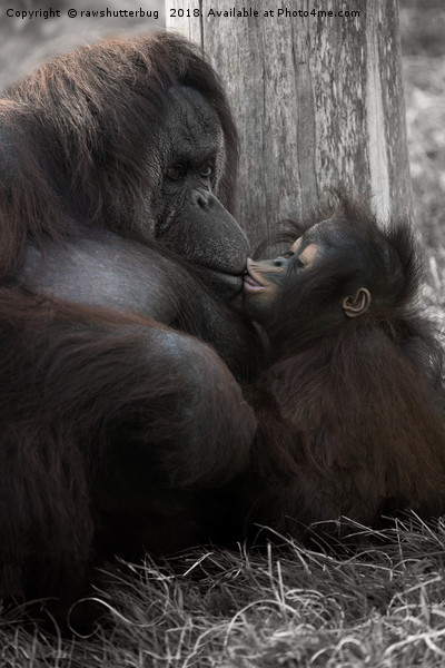 Baby Orangutan Kissing Her Mum Picture Board by rawshutterbug 