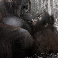 Buy canvas prints of Baby Orangutan Kissing Her Mum by rawshutterbug 