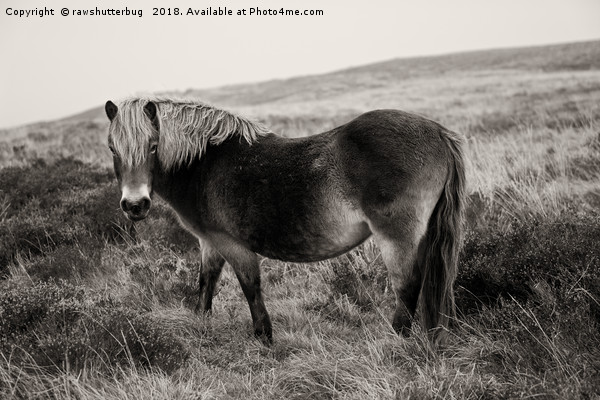 Exmoor Pony Bronze Picture Board by rawshutterbug 