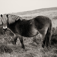 Buy canvas prints of Exmoor Pony Bronze by rawshutterbug 