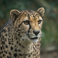 Buy canvas prints of Cheetah's Face by rawshutterbug 