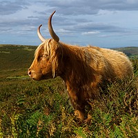 Buy canvas prints of Highland Cow by rawshutterbug 