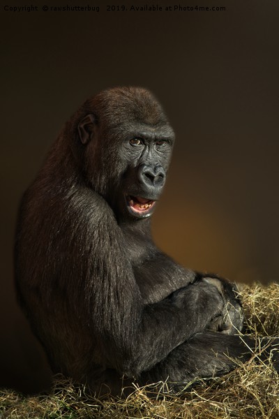 Lope The Gorilla Picture Board by rawshutterbug 