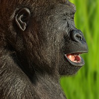 Buy canvas prints of Gorilla Lope In The Sunshine by rawshutterbug 