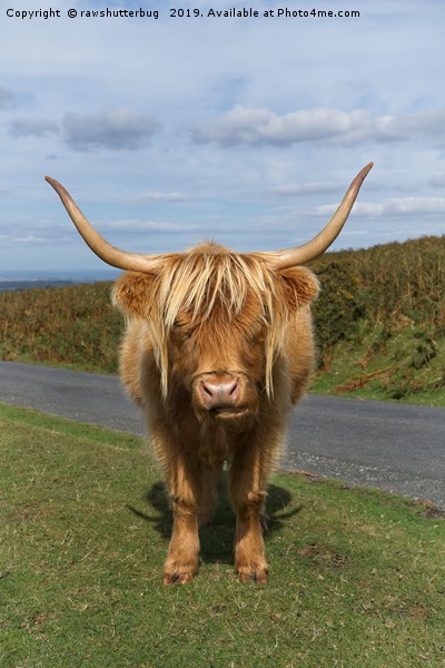 Highland Cow Picture Board by rawshutterbug 
