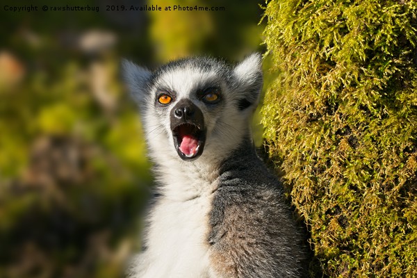 Yawning Ring-Tailed Lemur  Picture Board by rawshutterbug 