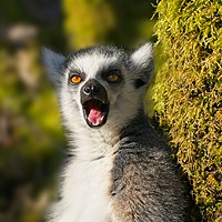 Buy canvas prints of Yawning Ring-Tailed Lemur  by rawshutterbug 