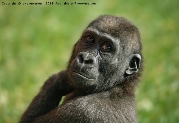 Gorilla Shufai Looking Over His Shoulder Picture Board by rawshutterbug 
