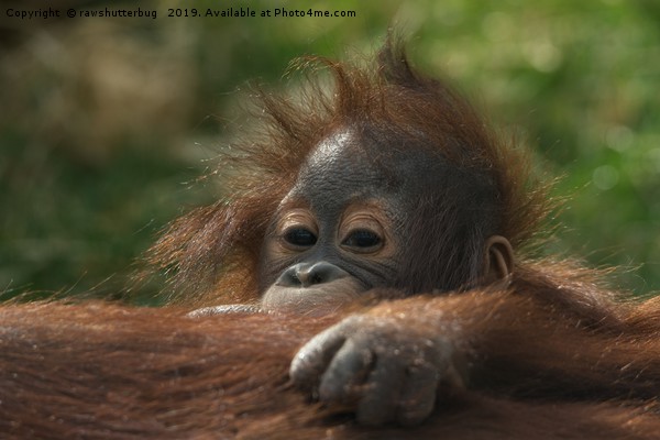 Baby Orangutan Picture Board by rawshutterbug 