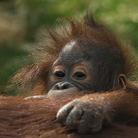 Buy canvas prints of Baby Orangutan by rawshutterbug 