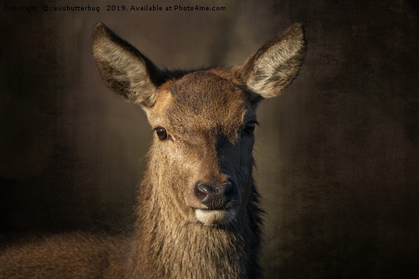 Portrait Of A Wild Red Deer Picture Board by rawshutterbug 