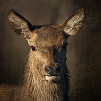 Buy canvas prints of Portrait Of A Wild Red Deer by rawshutterbug 